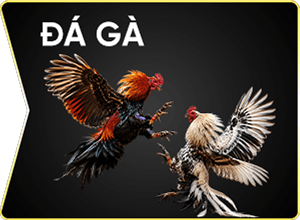 đá gà vz